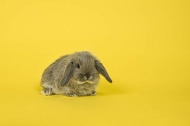 Sarı bir arka plan üzerinde sevimli genç gri tavşan