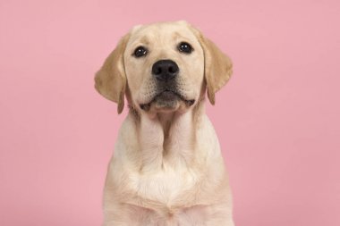 Pembe bir arka plan üzerinde sevimli bir labrador retriever köpek yavrusu Portresi