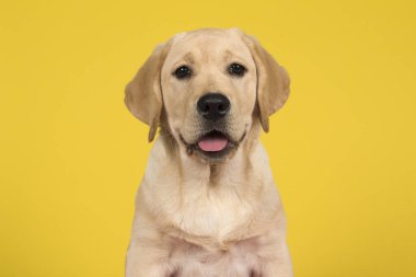 Sarı arka plan üzerinde bir labrador retriever köpek yavrusu portresi