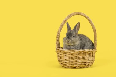 Sarı bir arka plan üzerinde hasır sepet sevimli gri tavşan