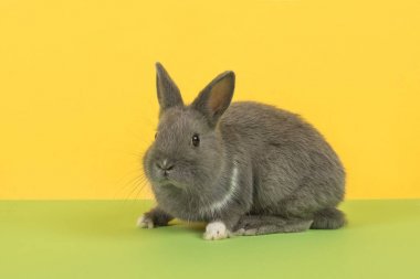 Sevimli tavşan yeşil ve sarı arka plan üzerinde yandan görülen