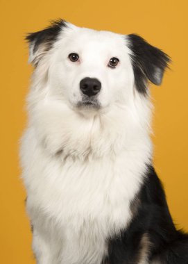 Sarı üzerinde siyah beyaz avustralya çoban portresi