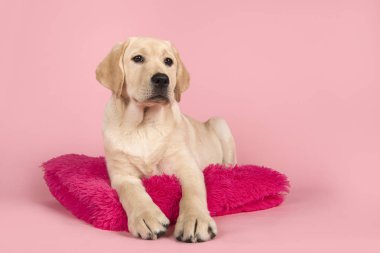 Sarışın labrador retriever pembe bir arka plan üzerinde pembe bir yastık üzerinde yatan