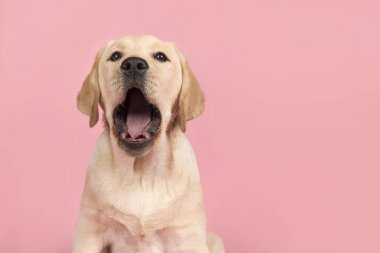 Ağzı açık sevimli bir labrador retriever köpek portresi
