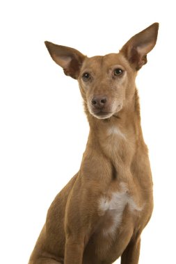 Sevimli bir podenco andaluz portresi uzağa bakarak
