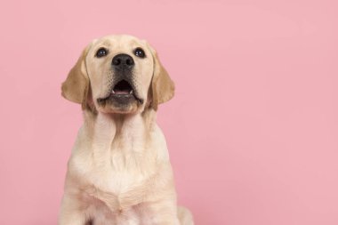 Sanki konuşuyor gibi ağız açık sevimli labrador retriever köpek yavrusu