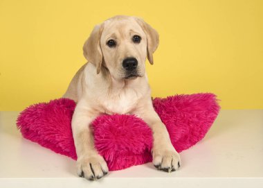 Sarışın labrador retriever köpek yavrusu pembe bir yastık üzerinde yatan