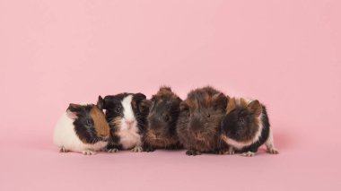Beş kobay bebekler pembe bir arka plan üzerinde yan yana