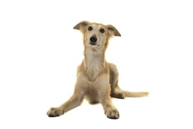 Uzun saçlı whippet köpek beyaz bir arka plan üzerinde izole yatan