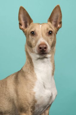 Mavi arka plan üzerinde kulakları ile kameraya bakan bir podenco maneto portresi