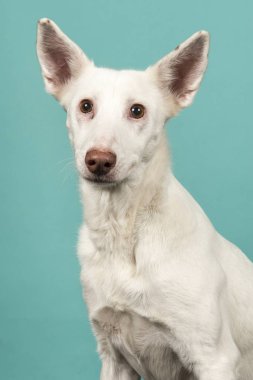 Turkuaz mavisi arka plan üzerinde beyaz podenco karışık köpek portresi