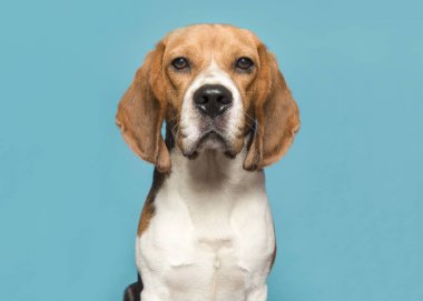 Mavi arka plan daki kameraya bakan bir beagle portresi 