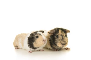 Beyaz arka planda iki kobay yan dan görüldü