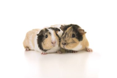 Beyaz arka planda iki kobay ön tarafından görülüyor.