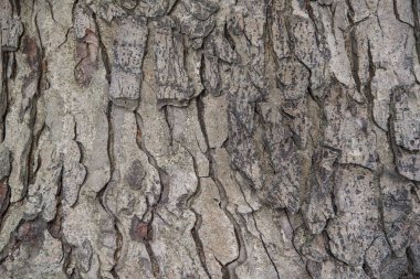 Ceviz ağacının tam kare ağaç kabuğu yapısı 