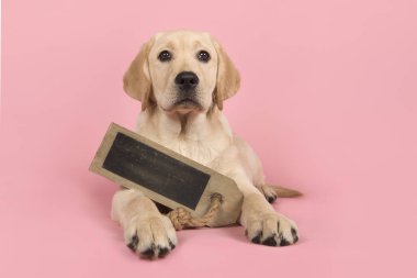 Pretty sarışın labrador retriever köpek yavrusu bir tebeşir tahtası tutan 