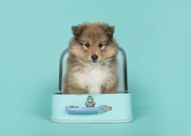 Mavi bir arka plan üzerinde mavi turkuaz bavul sevimli shetland çoban köpeği köpek yavrusu