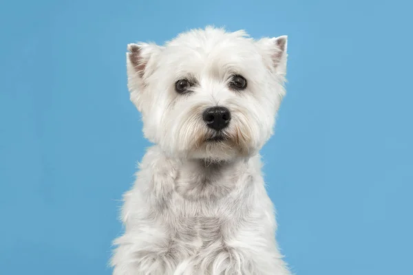 West highland branco terrier ou westie cão retrato em um fundo azul — Fotografia de Stock