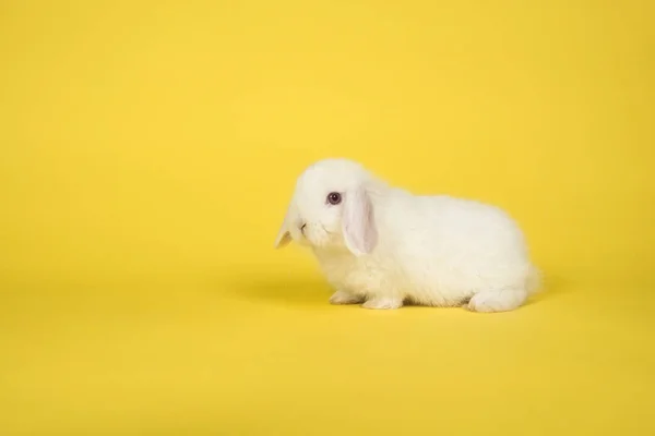 Lindo conejito blanco joven sobre un fondo amarillo —  Fotos de Stock