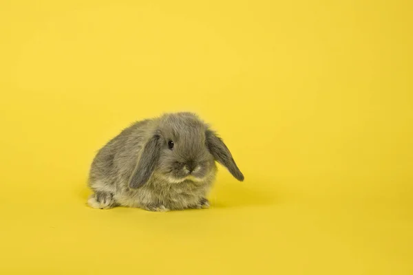 Bonito coelho cinza jovem em um fundo amarelo — Fotografia de Stock