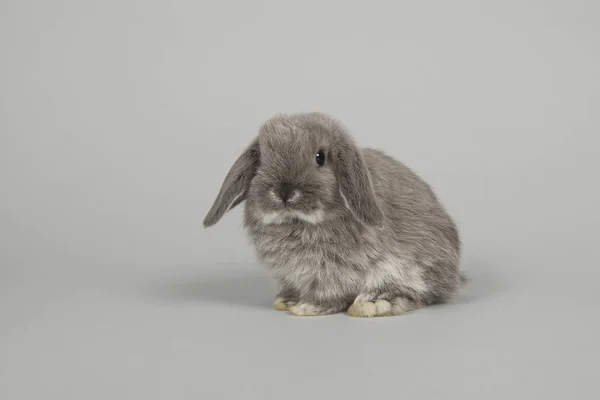 Lindo conejito gris joven visto desde el frente sobre un fondo gris —  Fotos de Stock