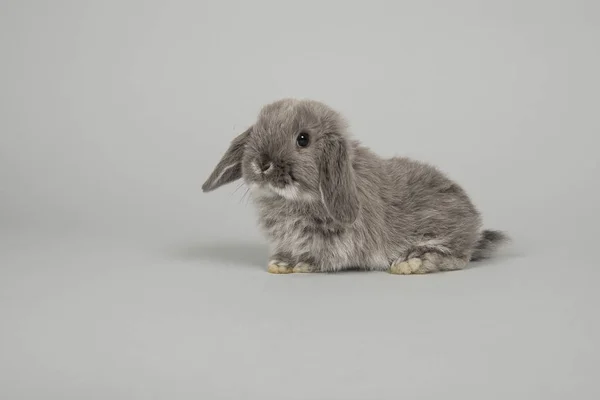 Cute young grey bunny on a grey background — Stock Photo, Image