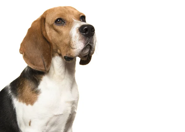 Portret van beagle hond kijken weg op een witte achtergrond — Stockfoto