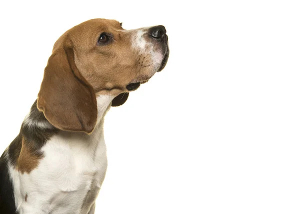 Portret van beagle hond op zoek naar boven gezien vanaf de zijkant op een witte achtergrond — Stockfoto