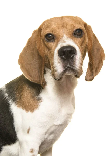 Retrato de cão beagle olhando para longe em um fundo branco — Fotografia de Stock