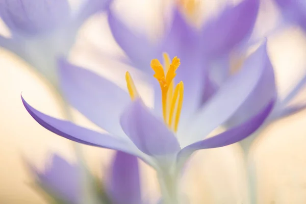 Närbild av en lila blommande Crocus blomma — Stockfoto