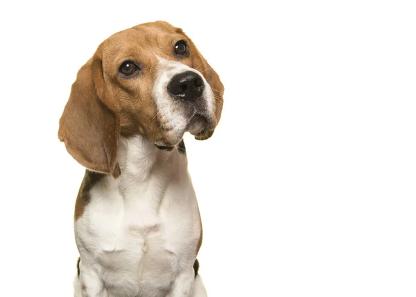 Retrato de um cão beagle olhando para longe em um fundo branco — Fotografia de Stock