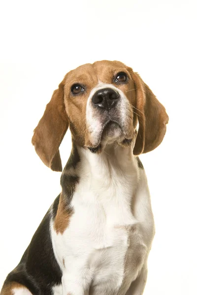 Портрет бігль-собаки, що дивиться вгору на білому тлі — стокове фото