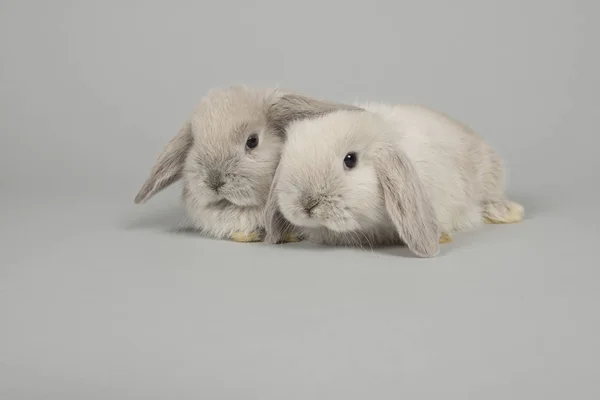 Dois jovens coelhos cinzentos vistos da frente num fundo cinzento — Fotografia de Stock