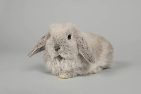 Schattige jonge grijze Bunny liggend op een grijze achtergrond — Stockfoto
