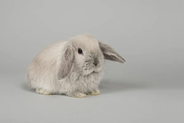 Mignon jeune lapin gris vu de côté — Photo