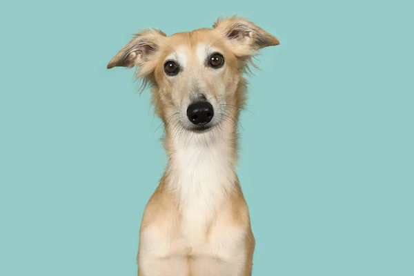 Retrato de um bonito windsprite de seda olhando para a câmera — Fotografia de Stock