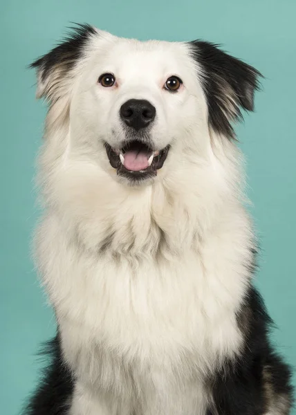 Portait av en söt svart och vit australisk herdehund — Stockfoto