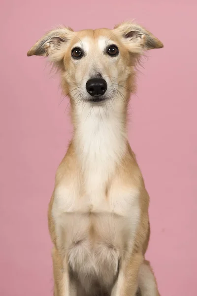 Retrato de um bonito windsprite de seda olhando para a câmera — Fotografia de Stock