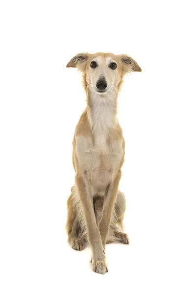 Perro jippet de pelo largo sentado sobre un fondo blanco —  Fotos de Stock