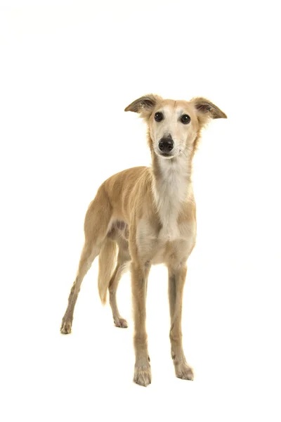 Cão de chicote de cabelos compridos em pé sobre um fundo branco — Fotografia de Stock