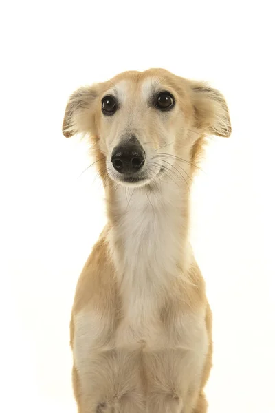 Retrato de um cão windsprite de seda olhando para longe — Fotografia de Stock