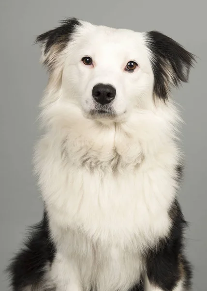 Portrait of a black and white australian shepherd on grey — Stock Photo, Image