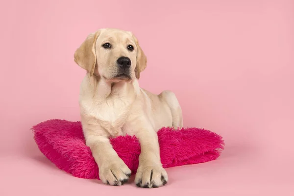 Blonde Labrador Retriever liggend op een roze kussen op een roze achtergrond — Stockfoto