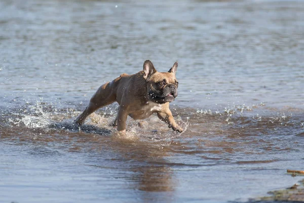 Buldogue francês correndo pela água em um dia ensolarado — Fotografia de Stock