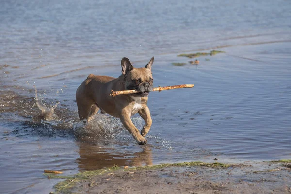 Bulldog Perancis berjalan melalui air dengan tongkat kayu — Stok Foto