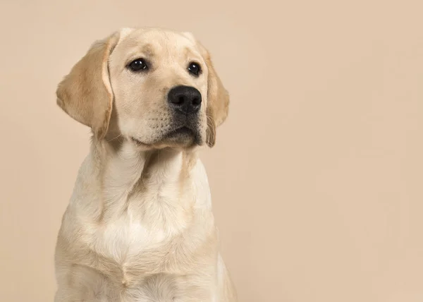 Mooie Labrador Retriever puppy portret blik weg — Stockfoto