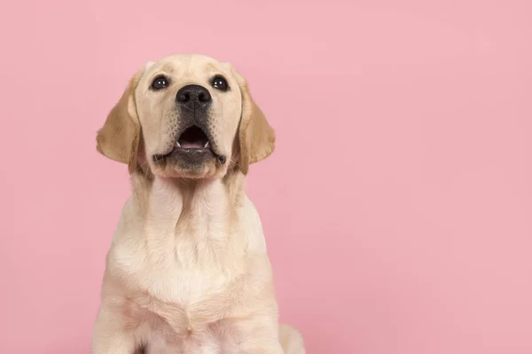 Schattige Labrador Retriever puppy met mond open alsof het spreekt — Stockfoto