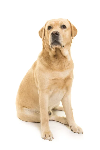 Zittend blond Labrador Retriever blik weg — Stockfoto