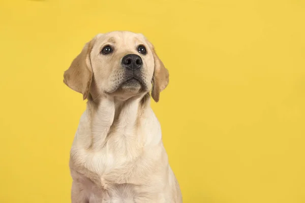 Portret van een Labrador Retriever puppy op een gele achtergrond — Stockfoto