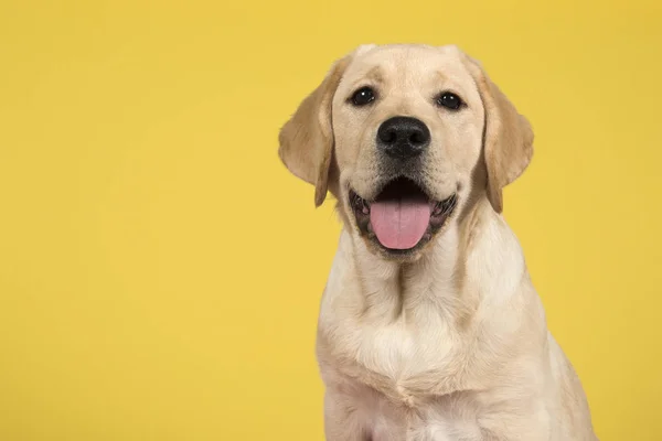 Retrato de un cachorro labrador retriever sobre fondo amarillo — Foto de Stock